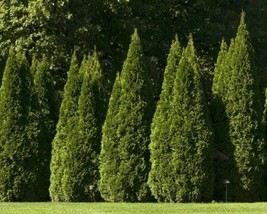 Thuja Orientalis (Oriental Arborvitae) 20 seeds - £1.18 GBP