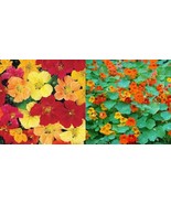 Nasturtium Landscaper’S Pack Tall Mixed Colors Edible Flowers Non-Gmo 50... - £10.60 GBP