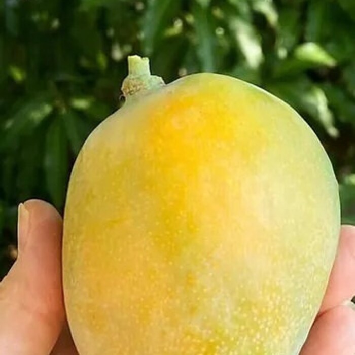 Sweet Tart Mango Tree Grafted Tree 1 Feet Tall Grafted Ship In 6 Pot USA... - $177.76