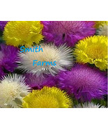 FMG 25 Seeds Sweet Sultan Mixed Purple Yellow White Cornflower Fast Grow - $13.43