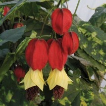 Item image 1 image 1