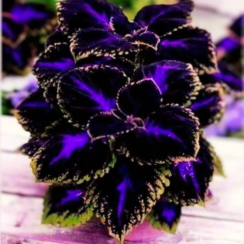 25 of Black Purple Coleus Flowers Seeds Flowers Easy to Grow Herliom, summer - $6.98