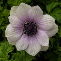 Anemone Seeds Anemone Harmony Pearl 25 Seeds Single Flower Seeds Garden ... - $27.99