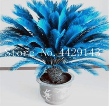 10  pcs/Bag Blue Cycas Bonsai, Sago Palm Tree Plant,Cycas Tree Bonsai,The Buddin - £17.04 GBP