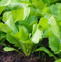 100Florida Broadleaf Mustard Green Seeds Shealihong Brassica Juncea C I B Xanh F - $9.12