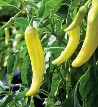 US Seller Banana Pepper Yellow Italian Pepperoncini Pick Vegetable New Fresh - £6.10 GBP