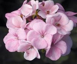 10 Seeds Geranium Zonal Maverick Series Appleblossom Seeds - £17.20 GBP