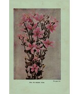 Vintage 1922 Flower Print Sea Pink Closed Gentian 2 Side Flowers You Sho... - $367.78 MXN