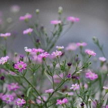 New Fresh Seeds Gypsophilia Elegans Babys Breath Deep Carmine Seed - $8.88