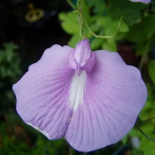 Clitoria Ternatea Lavender 5 Seeds Fresh Garden - £18.84 GBP