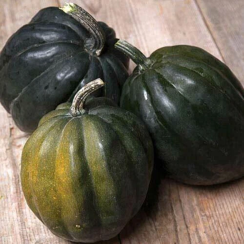 20 FreshCrop of Premium Harvested Table Queen Acorn Squash C 74 Seeds – ... - $3.92