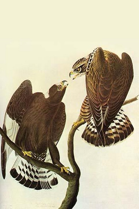 Rough-Legged Hawk by John James Audubon - Art Print - $21.99 - $196.99