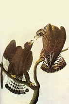 Rough-Legged Hawk by John James Audubon - Art Print - £17.42 GBP+