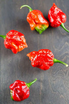 ENIL 25 Seeds 7-Pot Barrackapore Chili Pepper LARGE Vegetable Edible food hot - £3.34 GBP