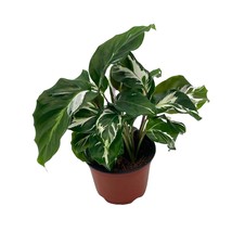 Calathea White Fusion, 4 inch, Rare Variegated Prayer Plant, Cathedral Plant, Gr - £11.93 GBP