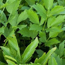 New Fresh Seeds Lovage Herb Seeds 100 Seeds - $15.58