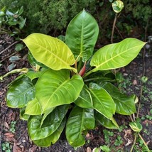 Best Philodendron Moonlight hybrid / Philodendron / Live Plant - £18.80 GBP