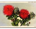 Lehua Flower Hawaii HI UNP Unused Linen Postcard V9 - £3.07 GBP