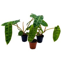 Philodendron billietiae 2 inch Set of 3 Washboard Abs Philo Billie Tiny Mini Pix - £43.16 GBP