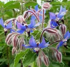 Herb Plant Borage Seeds Edible Non GMO-Open Pollinated-Organic 60. - $6.99