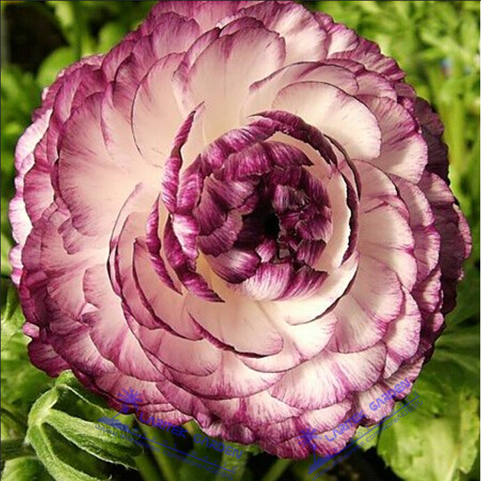20 Seeds Beautiful Flowering Blubs Ranunculus Persian Buttercup Flower - $4.99