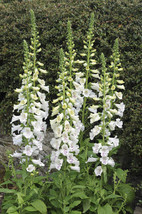 100 Seeds - Foxglove Alba White &quot;Digitalis Purpurea&quot;  - £7.06 GBP