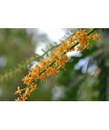 Adenanthera Pavonina Coral Wood Red Sandalwood Red Lucky Seed 5 Seeds Fa... - $28.58