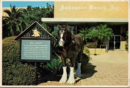 One of Famous Budweiser Clydesdale Anheuser-Busch St. Louis MO Postcard PC353 - £4.00 GBP