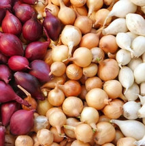 Shallot Mix Red. White, Yellow 50 seeds 3 packages - $23.98