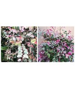 Pink Snow Bush Breynia Variegated Starter Plant - $99.82 CAD