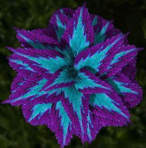 Haiyang' Series Blue Coleus featuring Large Purple Serrated Edges, 100 SEEDS D