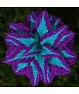 Haiyang&#39; Series Blue Coleus featuring Large Purple Serrated Edges, 100 S... - £8.35 GBP