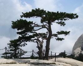 Pinus Tabuliformis (Chinese Red Pine) 10 seeds - £1.56 GBP