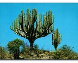 Candleabra Cactus Mexico UNP Chrome Postcard H21 - $3.91