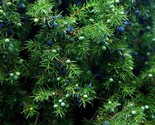 One Seed Juniper Sacred Tree Juniperus Monosperma Medicinal 5 Seeds Ever... - $8.99