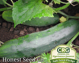 50 Seeds Marketmore 76 Cucumber Non-Gmo - $10.00