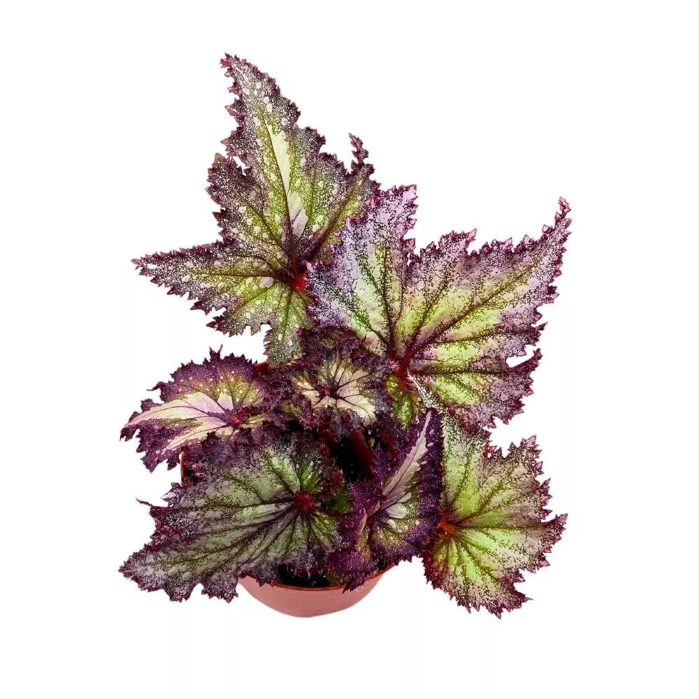 Shooting Star Begonia Rex 6 in Purple with Green Spotty Gnarly Gli - $62.64