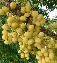 1Pc Otaheite Gooseberry / GROSELLA (Phyllanthus Acidus) 12”-24” Live Fruit Plant - $79.98