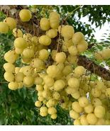 1Pc Otaheite Gooseberry / GROSELLA (Phyllanthus Acidus) 12”-24” Live Fruit Plant - £62.89 GBP