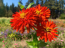 PWO 100+ Super Cactus Redman Zinnia Seeds For Garden Planting - Usa - ! - $6.58