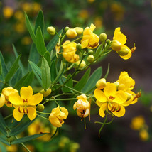 Grow In US Senna Wild Cassia 5&#39; Tall Perennial Yellow 50 Seeds  - £6.07 GBP