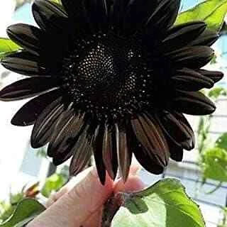 20 Black Beauty Sunflower Seeds Plants Garden Planting Colorful Rare Bon... - $5.21