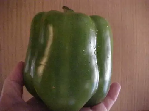 16 seeds Organic Sweet Very Huge Large Dark Green Bell Pepper Quick Plant - $10.00