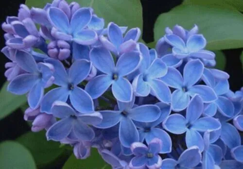 Fresh Blue Lilac 50 Pure Seeds Tree Fragrant Flowers Flower Perennial Garden - £8.75 GBP