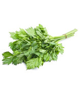 Leafy Chinese Celery Seed Packet, (APIUM GRAVEOLENS var. SECALINUM) - $45.73 MXN