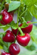 25 Seeds  Red Cherry Sweet Pepper | NON-GMO | Heirloom - £3.91 GBP