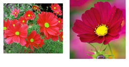 300 SEEDS Cosmos Dazzler Seeds Ct Red Flower ANNUAL Butterfly - £16.77 GBP