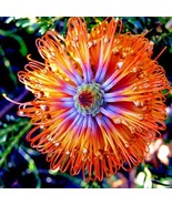 LD 10 Lantern Banksia Tree Seeds Fireworks Exotic Flowering House Fast Growing - €25,82 EUR