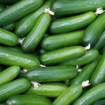Purple Cucumber Garden Farm Vegetable Plants 100 PCS Seeds - $10.05