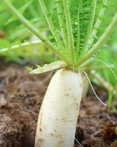 100+ Daikon Radish Seeds Heirloom | Non Gmo Daikon Japanese | - $11.05 CAD